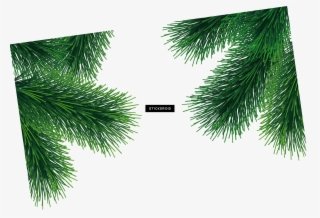 Green Fir-tree #6865611