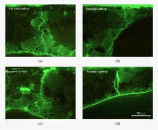 Fluorescence Microscopy Images Showing Example Microcracks #6867569