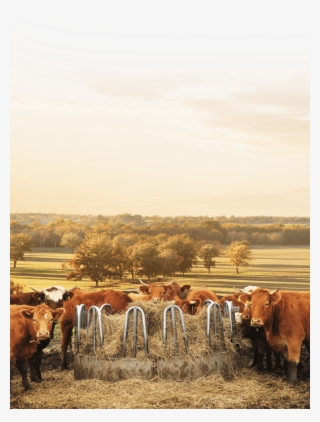 Cows #6869366