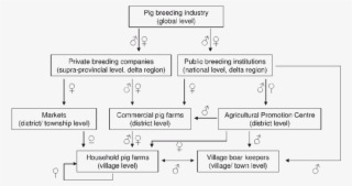 Extended Supply Channels For Breeding Pigs Used At #6870390