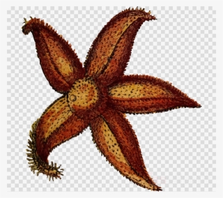 Søstjerne Png Clipart Echinoderm Clip Art #6871078