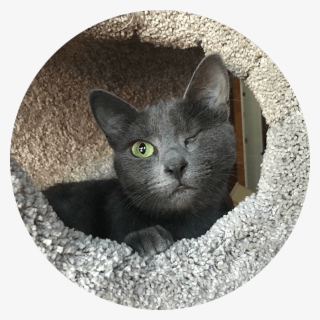 Lenny Happy Tails Tuesday #6871547