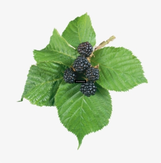 Blackberry Fruits Nuts #6875680