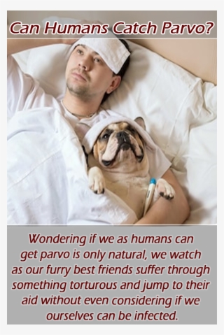 Wondering If We As Humans Can Get Parvo Is Only Natural, #6877985