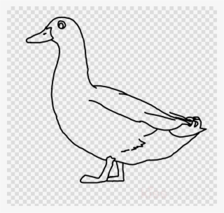 Duck Drawing Pic Png Clipart Donald Duck Line Art #6878717