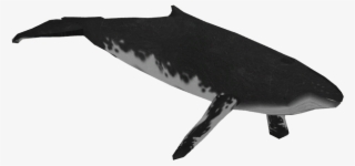 Humpback Whale Png #6879215