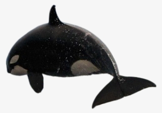 Whale.png #6879290 Whale.png #6879290