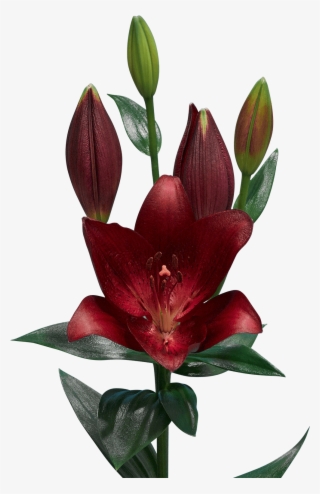 Lilium-redstone #6881346