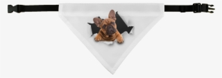 Peeking Frenchie ﻿pet Bandana #6891410