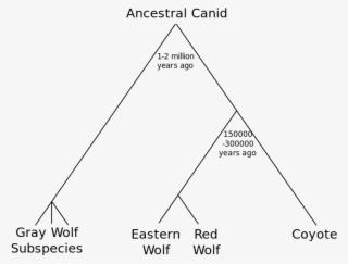In 2000, A Study Looked At Red Wolves And Eastern Canadian #6892030