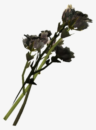 Cotton Plant Png #6892684