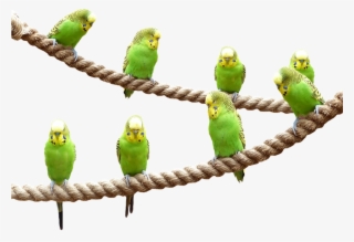 Wellensttiche, Birds, Nature, Parakeet, Animal World #6894558