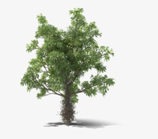 Rainforest Png Transparent Image #6894799