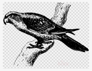 Parrot Clipart Cockatiel Budgerigar Clip Art #6895536