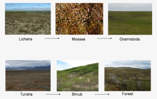 Vegetation Transitions #6896031