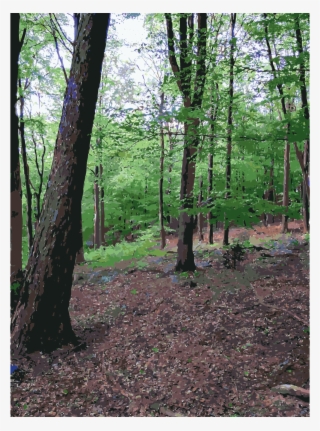 Forest Clipart Temperate Broadleaf And Mixed Forest #6896147