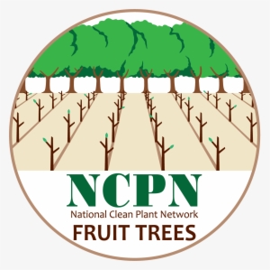 Ncpn-fruit Tree Png - Fruit Tree #690023
