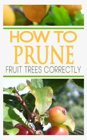 Great Instructions To Prune Your Tree Correctly - Prune Fruit #690131