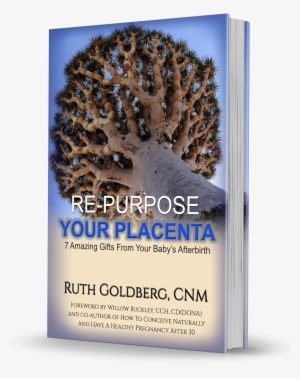 Re-purpose Your Placenta , Association Of Placenta - Wollemi Pine Has Yellow Leaves #690220