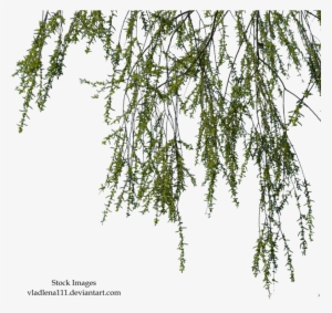 Willow Branch Png - Willow Branches Png #690334