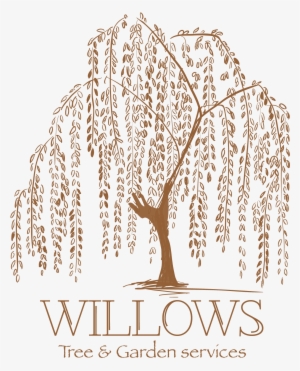 Weeping Tattoo Artist Tree Transprent Png Free #690365 Weeping Tattoo Artist Tree Transprent Png Free #690365