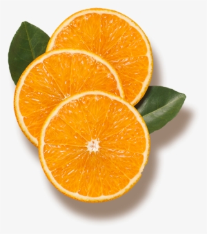 Florida's Natural Resources #690812