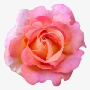 Pink Rose - Flowers With No Background #691254