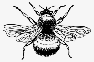 10 Bumble Bee Drawing Free Cliparts That You Can Download - Bumble Bee Black And White #692738