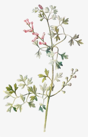 Tiny Flowers Png Transparent Tiny Flowers - Wildflowers Clipart #693243