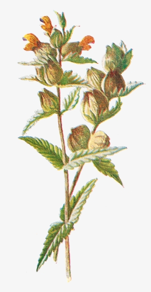 Free Digital Flower Clip Art #693289