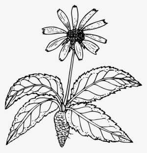 Outline Drawing Of A Wild Flower With Root Free Image - Wild Flower Black Png #693807