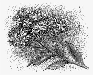 The Second Digital Floral Transfer Is Of The Wildflower, - Wild Flowers Drawing #694310