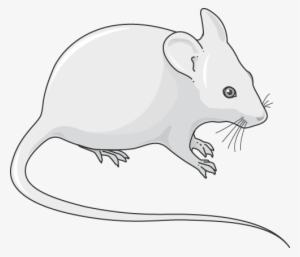 Download The Image - Rat #695839