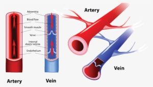 Muscle Veins Png Png Royalty Free - Arteries And Veins - Free ...