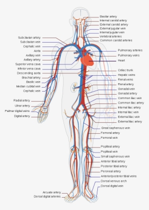 Circulatory System - Circulatory System Diagram #695996