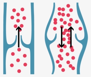 Healthy Vein Valve & Correct Blood Flow Shown On The - Valves Veins Png #696016