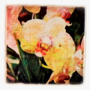 Rustic And Contemporary At The Same Time The Unique - Canna Lily #696067