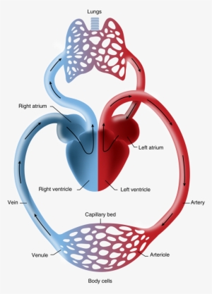 Veins And Venules - Venules In The Heart #696139