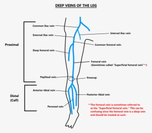 Share Page - - Deep Veins Leg #696209