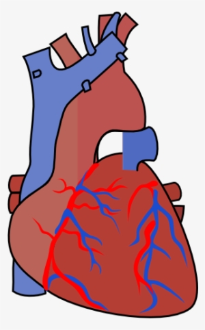 Svg Library Stock Diagram Vein Clip Art At Clker Com - Clip Art Heart Organ #696311 Svg Library Stock Diagram Vein Clip Art At Clker Com - Clip Art Heart Organ #696311