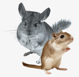 Small Animal Products - Gerbil Animal #696604