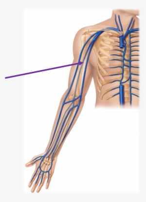 Median Cubital Vein Location #696814