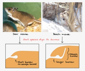 Behavior That An Animal Doesn T Need #697119