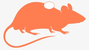 Xenogeneic Models - Orange-brown Atlantic Tree-rat #697193