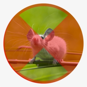 Mice Might Be Cute, But They Are Nasty Little Creatures - Computer Mouse #697299