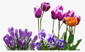 Crocus Png Transparent Images - Spring Tulips Png #699783