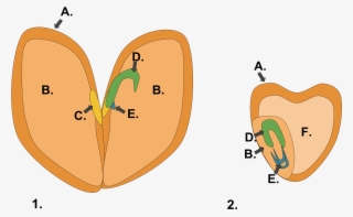 File Monocot Dicot Svg Wikimedia Commons Open #6901187