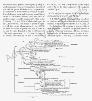 Phylogenetic Tree Of Partial Pmoa And Amoa Nucleotide #6901237