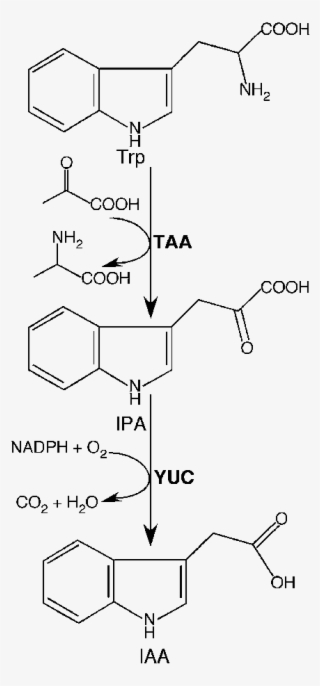 The Tryptophan-dependent Auxin Biosynthesis Pathway #6904299