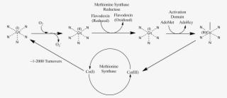 Methionine Synthase Reductase Pathway #6904348